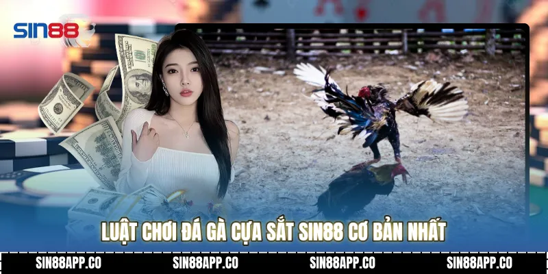 Luật chơi Đá gà cựa sắt Sin88 cơ bản nhất