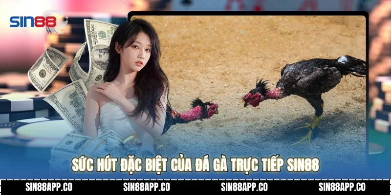 Sức hút đặc biệt của đá gà trực tiếp Sin88