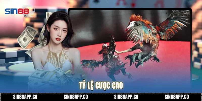 Tỷ lệ cược cao